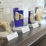 Parasitological Museum